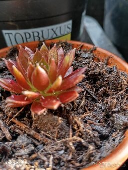 sazenice netřesků 5kč za kus,držáky na truhlíky,ačokča semen - 5