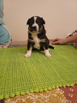 Štěňata bordercolie kříženci - 5