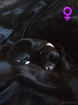 Border kolie štěně - 5