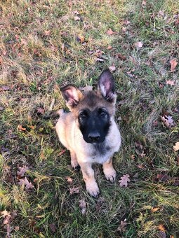 Stenata německého ovcaka - 5