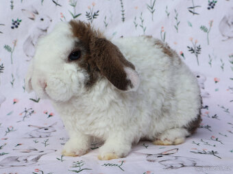 Zakrslý rex beránek maličký sameček - 5