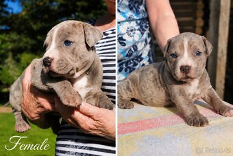 American bully XL - 5