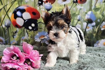 Biewer terrier fenka s PP - 5