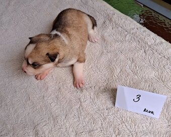 Sibiřský husky - štěňata - 5