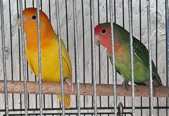 Agapornis růžohrdlý - 5