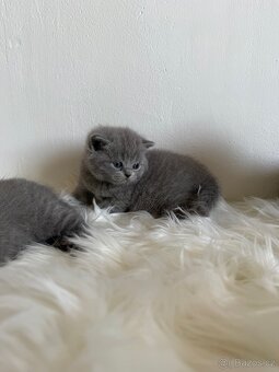 Naše první britská gaučácká koťátka 🐾💙 - 5