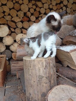 Ragdoll koťátko - 5