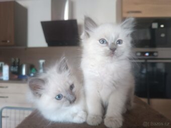 Ragdoll - 5