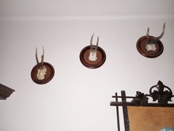 Trofeje, srnčí parůžky - 5