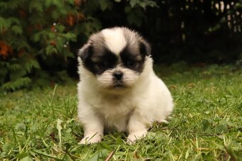 Tibetský španěl particolor - 5