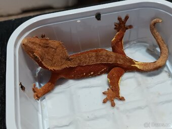 Pagekon řasnatý 1/3 - 5