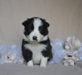 Border kolie s PP - úžasní kluci - 5