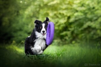 Miniaturní americký ovčák (MAS) - nakrytí - 5