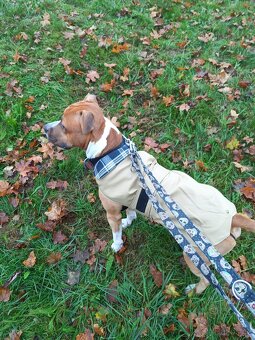 Nabízím krytí Amstaff s PP bez uchovnění - 5