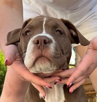 American Bully XL - 5