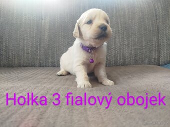 Zlatý retrívr / retriever - 5