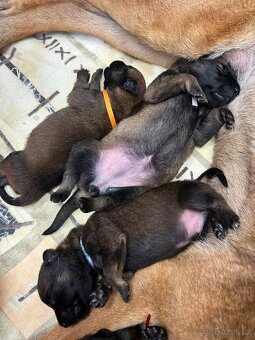 Štěňata Belgický ovčák malinois s PP - pracovní spojení - 5