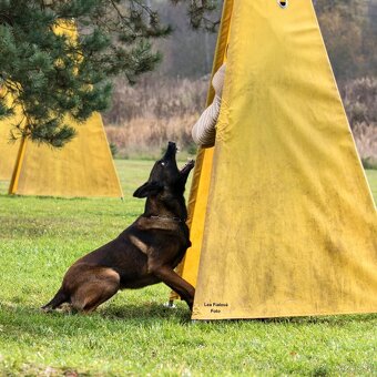 Štěňata Belgický ovčák malinois s PP - pracovní spojení - 5