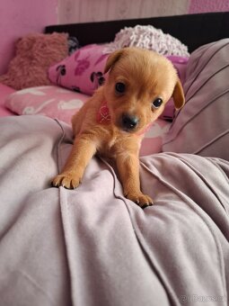 Stěně Pinč X Jack Russell - 5