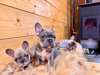 Francouzsky buldoček - 5