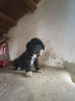 BORDER KOLIE - 5