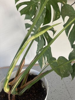 Monstera Thai pokojová květina - 5
