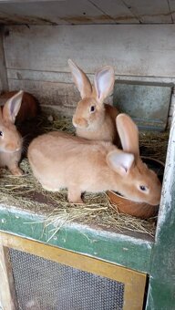 Burgundský králík - 5