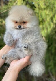 Pomeranian MINI Chlapeček PP FCI - 5