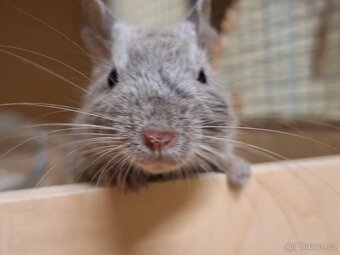 Osmak degu - 5