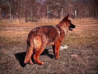 Německý ovčák - 9ti měsíční fenka s PP - 5