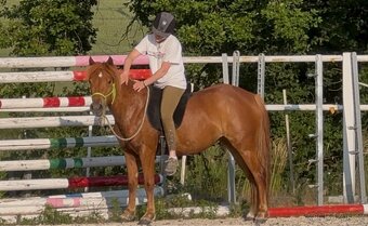 3 letá klisna pony x QH - 5