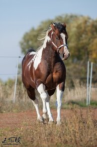 připouštění kvalitnimi plemeníky PAINT HORSE-HOMOZYGOT - 5