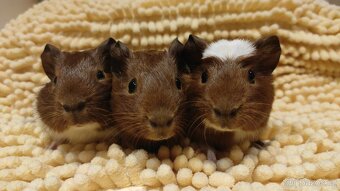 Morčata, morče, morčátka kluci i holky - 5