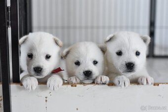 Kishu Inu štěňata s PP FCI - odběr na Vánoce - 5
