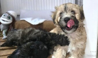 Nabízíme k prodeji dvě štěňata ( pejsky ) - 5