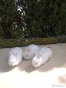 Králíčata zakrslých králíků - 5
