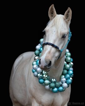 Nádherný PALOMINO 8mi letý valach AQHA - 5