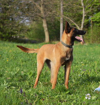 Belgický ovčák malinois - skvělá fena - 5