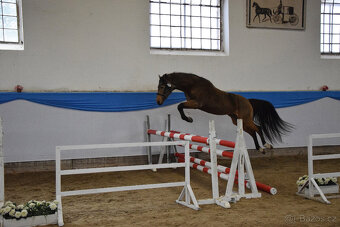 Připouštění hřebecem ČSP Český sportovní pony 141cm plavák - 5