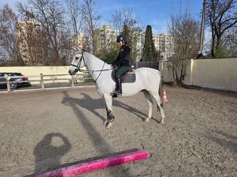 Prodáme více koní na sport/hobby/ZZVJ - 5