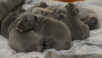 Americký stafordšírský teriér - 5