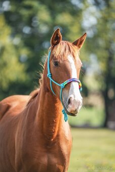 Klisna sportovního knabstruppera - 5