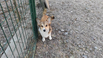 Welsh Corgi Pembroke - 5