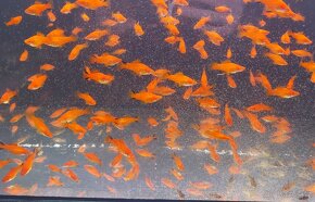 Mečovka Mex. Cometa a panceřníček C. Paleatus - 5