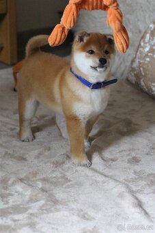 Shiba štěně pejsek - 5