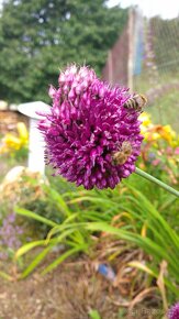 Allium sphaerocephalon - česnek kulatohlavý 1000 semen 50 Kč - 5