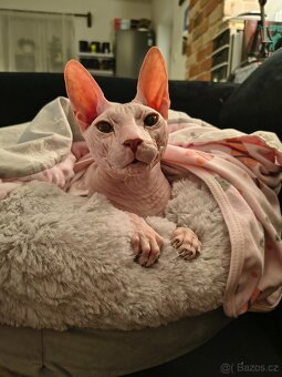 Donský sphynx ke krytí s PP - 5