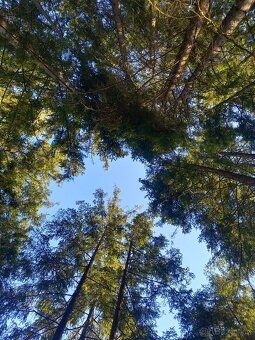 Chata na Hracholuskách mám zájem o pronájem dlouhodobě. - 5