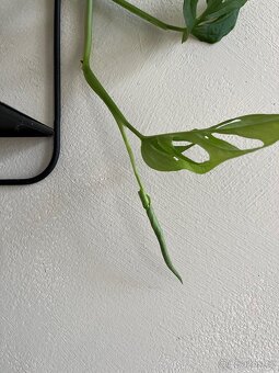 Monstera Monkey / Adansonii - SPĚCHÁ - 5