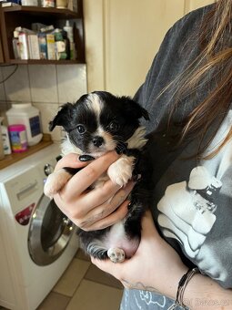 černobílá holčička s PP FCI - 5